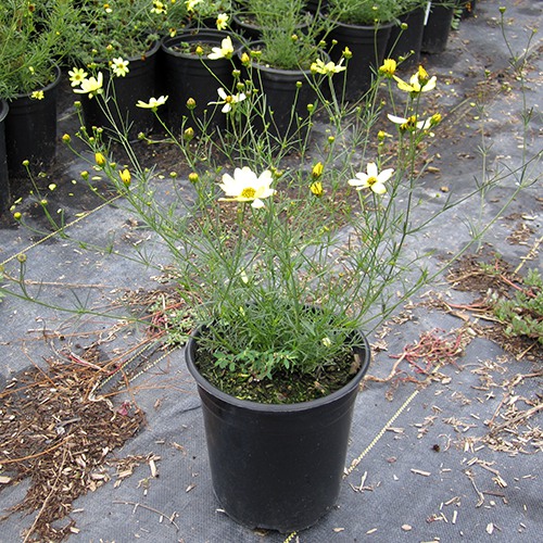 Tickseed - Coreopsis verticillata 'Moonbeam'