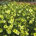 tickseed-coreopsis-verticillata-moonbeam