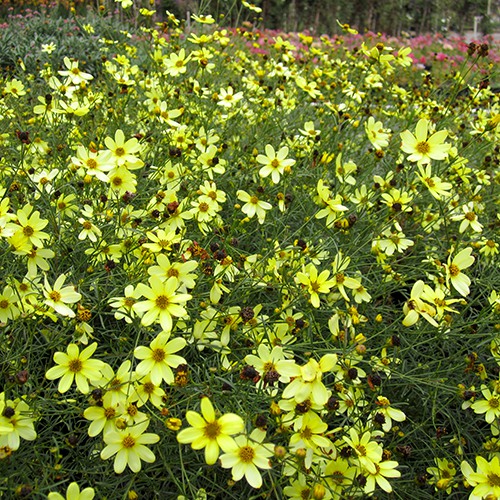 Tickseed - Coreopsis verticillata 'Moonbeam'