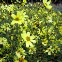 tickseed-coreopsis-verticillata-moonbeam