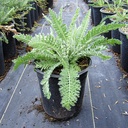 fern-leaf-yarrow-achillea-filipendulina