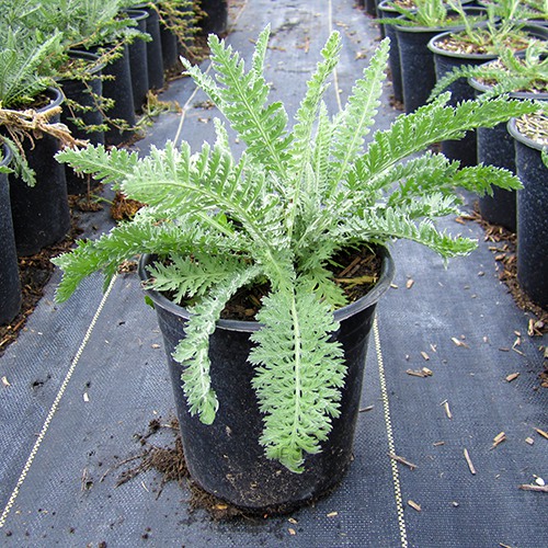 Fern Leaf Yarrow - Achillea filipendulina