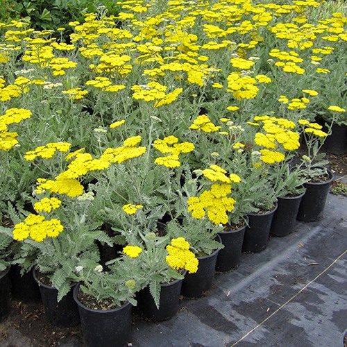 fern-leaf-yarrow-achillea-filipendulina
