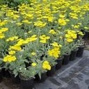 fern-leaf-yarrow-achillea-filipendulina