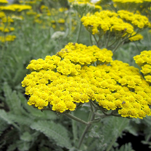 fern-leaf-yarrow-achillea-filipendulina