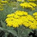 fern-leaf-yarrow-achillea-filipendulina