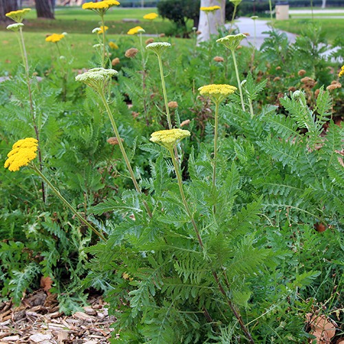 Fern Leaf Yarrow - Achillea filipendulina