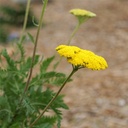 fern-leaf-yarrow-achillea-filipendulina