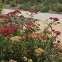 paprika-common-yarrow-achillea-millefolium-paprika