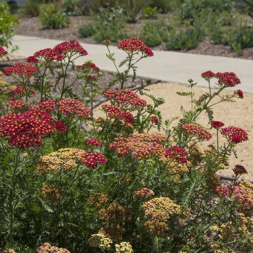 Paprika Common Yarrow - Achillea millefolium 'Paprika'
