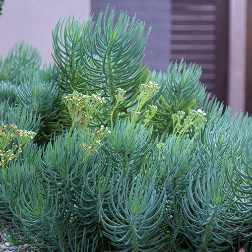 narrow-leaf-chalksticks-senecio-cylindricus