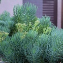 narrow-leaf-chalksticks-senecio-cylindricus