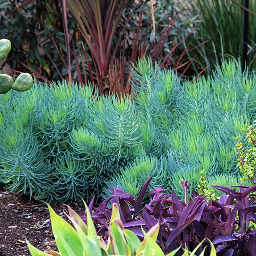 narrow-leaf-chalksticks-senecio-cylindricus
