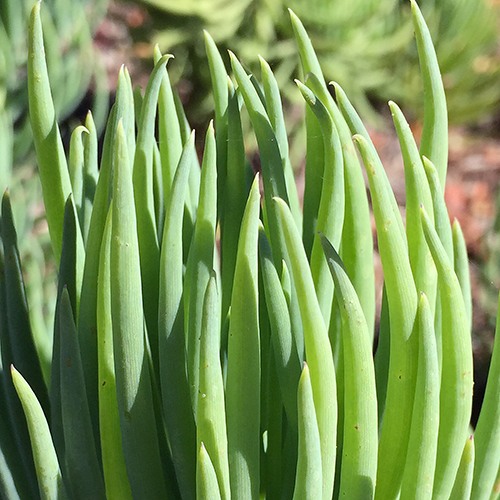narrow-leaf-chalksticks-senecio-cylindricus