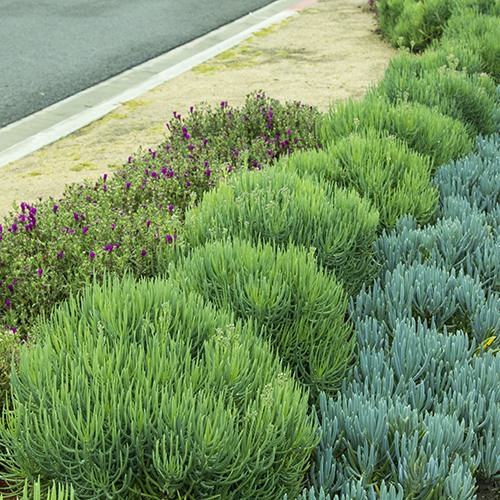 narrow-leaf-chalksticks-senecio-cylindricus