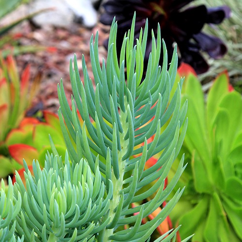 narrow-leaf-chalksticks-senecio-cylindricus