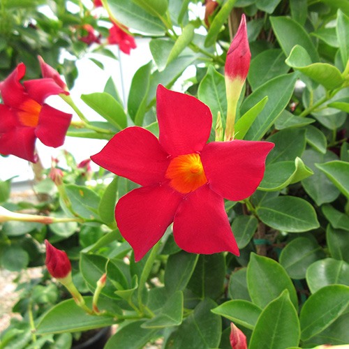 red-mandavillea-dipladenia-rio-deep-red