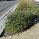 de-la-mina-verbena-verbena-lilacina-de-la-mina