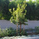marina-strawberry-tree-arbutus-marina
