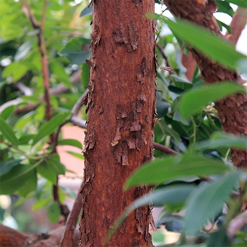 Marina Strawberry Tree - Multi Trunk Form - Arbutus 'Marina'