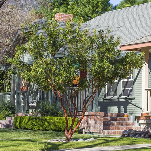 Marina Strawberry Tree - Multi Trunk Form - Arbutus 'Marina'
