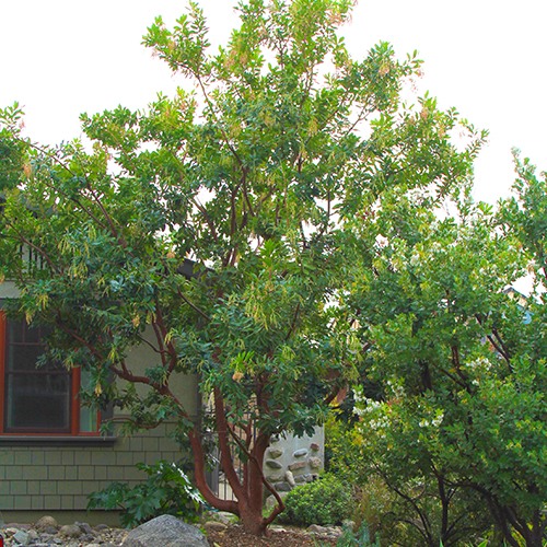 marina-strawberry-tree-arbutus-marina