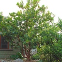 marina-strawberry-tree-arbutus-marina