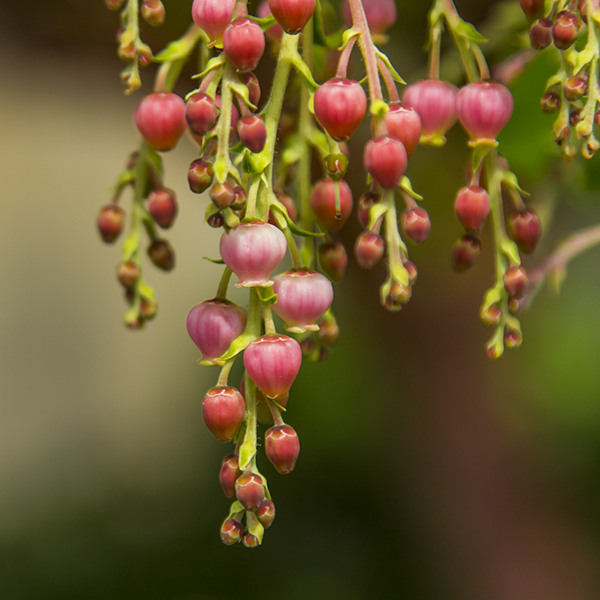 marina-strawberry-tree-arbutus-marina