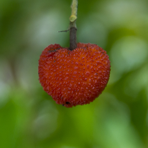marina-strawberry-tree-arbutus-marina
