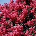 tuscarora-crape-myrtle-standard-trunk-lagerstroemia-tuscarora