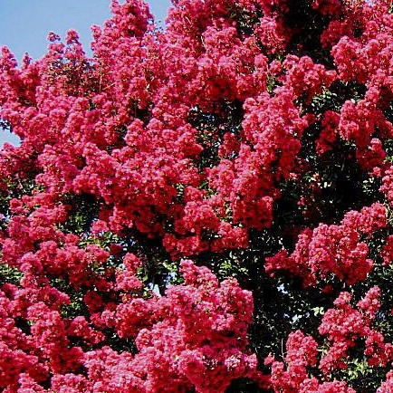Tuscarora Crape Myrtle - Standard Trunk - Lagerstroemia 'Tuscarora'
