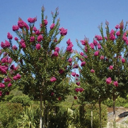 Tuscarora Crape Myrtle - Standard Trunk - Lagerstroemia 'Tuscarora'