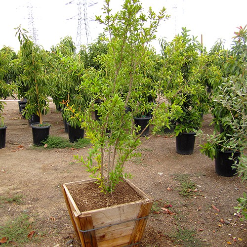 Fruiting Pomegranite - Punica granatum 'Wonderful'
