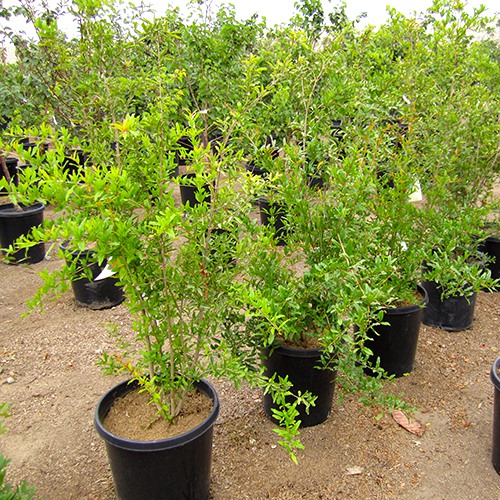 Fruiting Pomegranite - Punica granatum 'Wonderful'