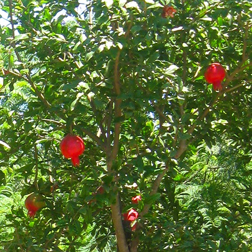 fruiting-pomegranite-punica-granatum-wonderful
