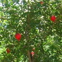 fruiting-pomegranite-punica-granatum-wonderful