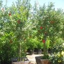 fruiting-pomegranite-punica-granatum-wonderful