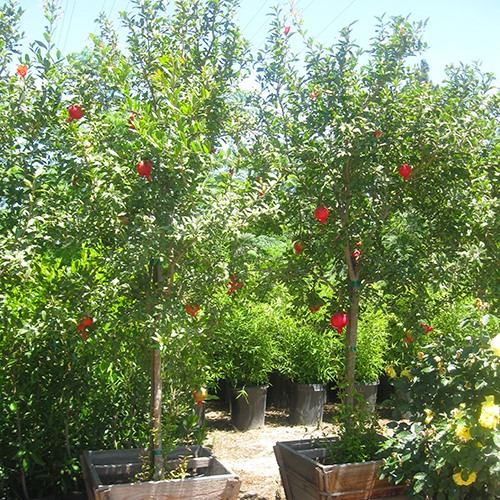 Fruiting Pomegranite - Punica granatum 'Wonderful'