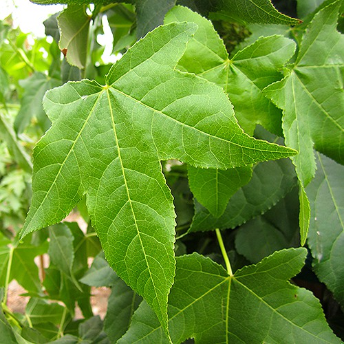 Sweet Gum - Liquidambar styraciflua