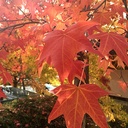 sweet-gum-liquidambar-styraciflua