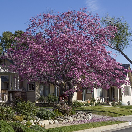 pink-trumpet-tree-tabebuia-impetiginosa