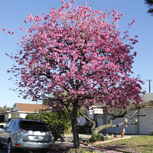 Pink Trumpet Tree - Tabebuia impetiginosa