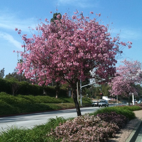 Pink Trumpet Tree - Tabebuia impetiginosa
