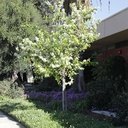 evergreen-pear-pyrus-kawakamii