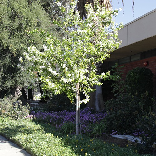 Evergreen Pear - Pyrus kawakamii