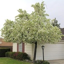 evergreen-pear-pyrus-kawakamii