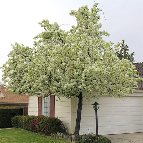 Evergreen Pear - Pyrus kawakamii