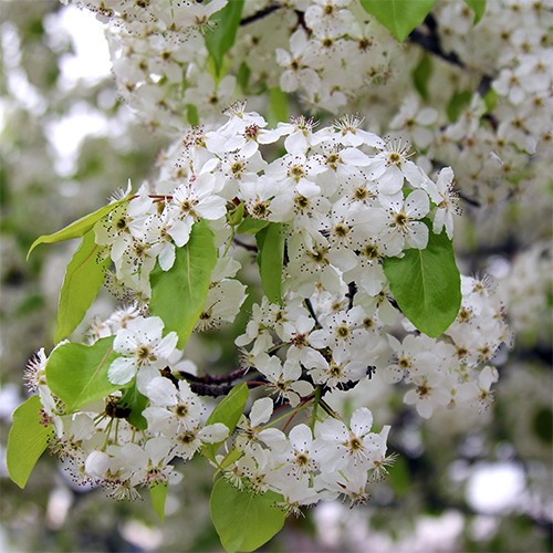 evergreen-pear-pyrus-kawakamii