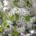 evergreen-pear-pyrus-kawakamii