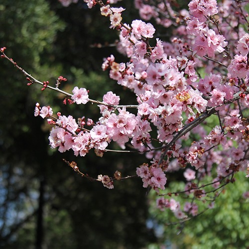 Purple Leaf Plum - Prunus cerasifera 'Krauter Vesuvius'